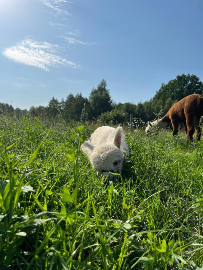 Willa Ulinia Zacisze Dom Superior Zewnętrze zdjęcie